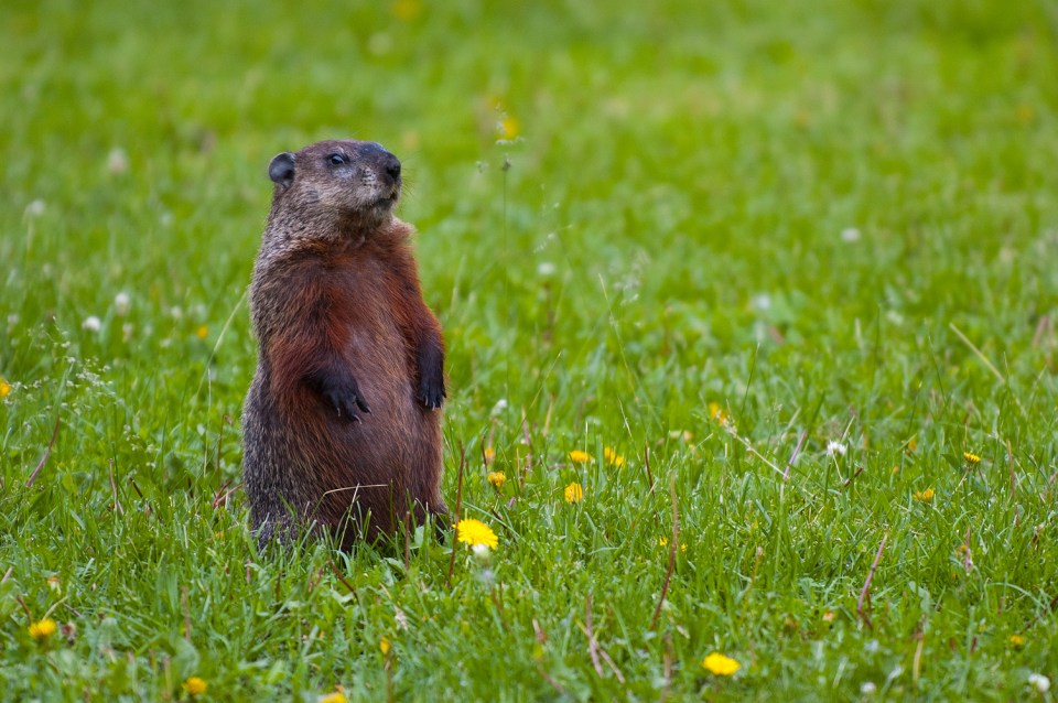 Groundhog standing in grass